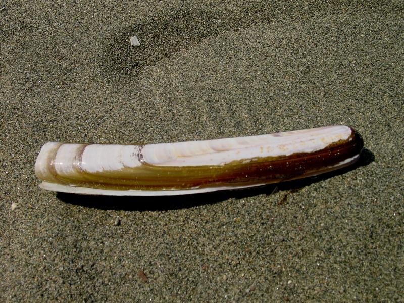 Ensis arcuatus